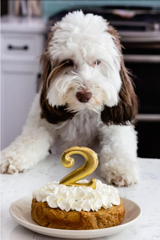 How To Make a Gender Reveal Cake for Dogs – The Dog Bakery