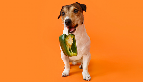 are red and green peppers bad for dogs