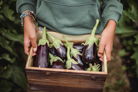 can you feed your dog raw eggplant