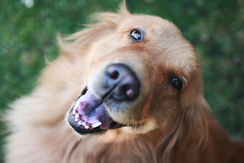 5 fun facts for National Golden Retriever Day