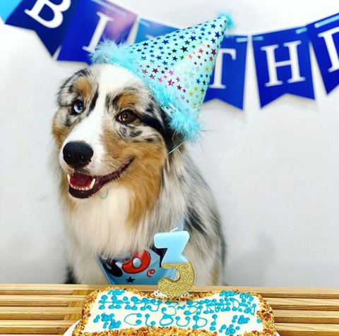 can a dog eat cake