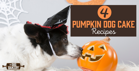 pumpkin dog cake recipes