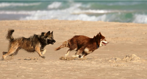 dog beach huntington beach