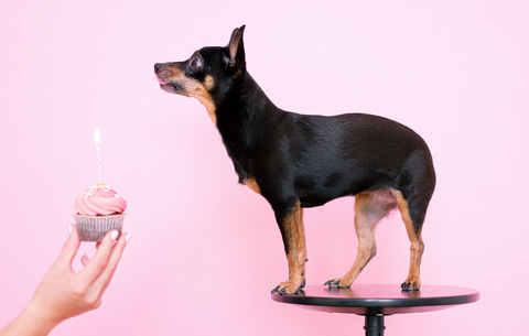 dog eating cupcake