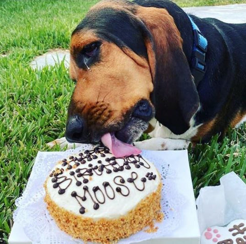 can a dog eat cake