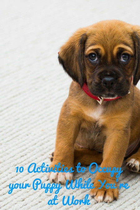 https://cdn.shopify.com/s/files/1/0255/4205/files/blog_10-Activities-to-Occupy-your-Puppy-While-Youre-at-Work-450x675_c4bed3c1-1fd0-4432-b3f2-20153c0f97f7.jpg?v=1492587091