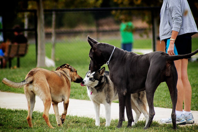 Dogs with friends at dog park 
