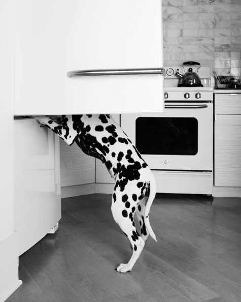 How to keep your dalmatian happy by DOG for DOG 