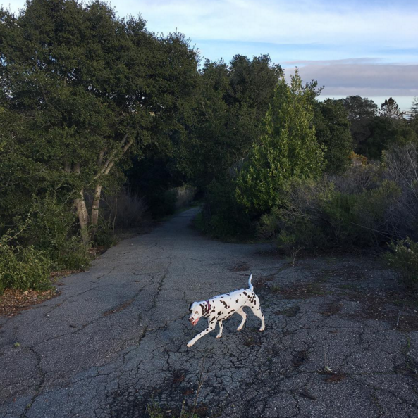 How to keep your Dalmatian happy by DOG for DOG 