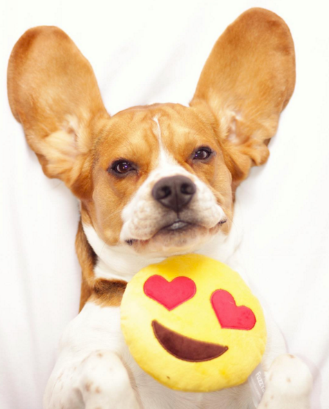 14 ways your dog says I love you 