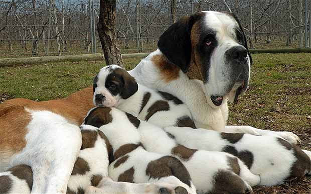 St. Bernard - adults and puppies