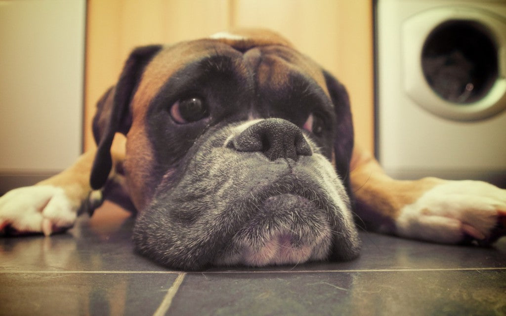 boxer on floor