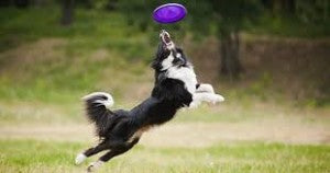 dog playing frisbee