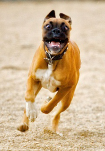 dog running