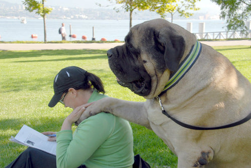 Huge dogs - English Mastiff