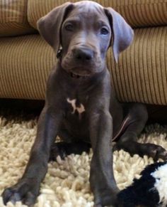 Great Dane puppy