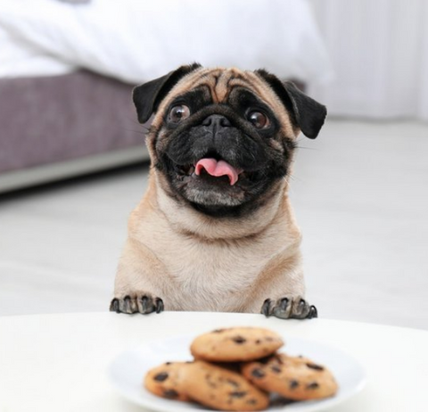 Pug & chocolate chip cookie