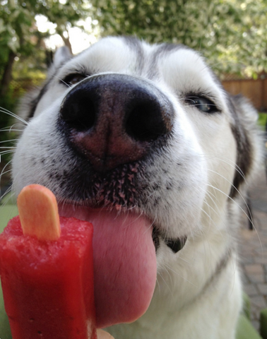can a dog eat peaches