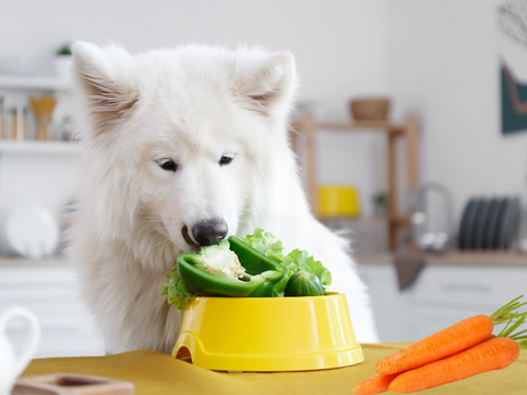 can dogs eat these veggies?