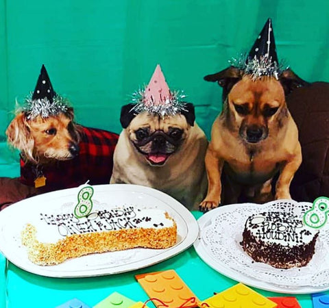 birthday hats for dogs add some extra pizazz to your photos