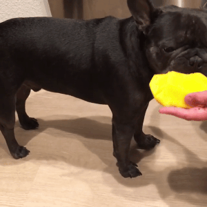 frenchbull dog licking a mango