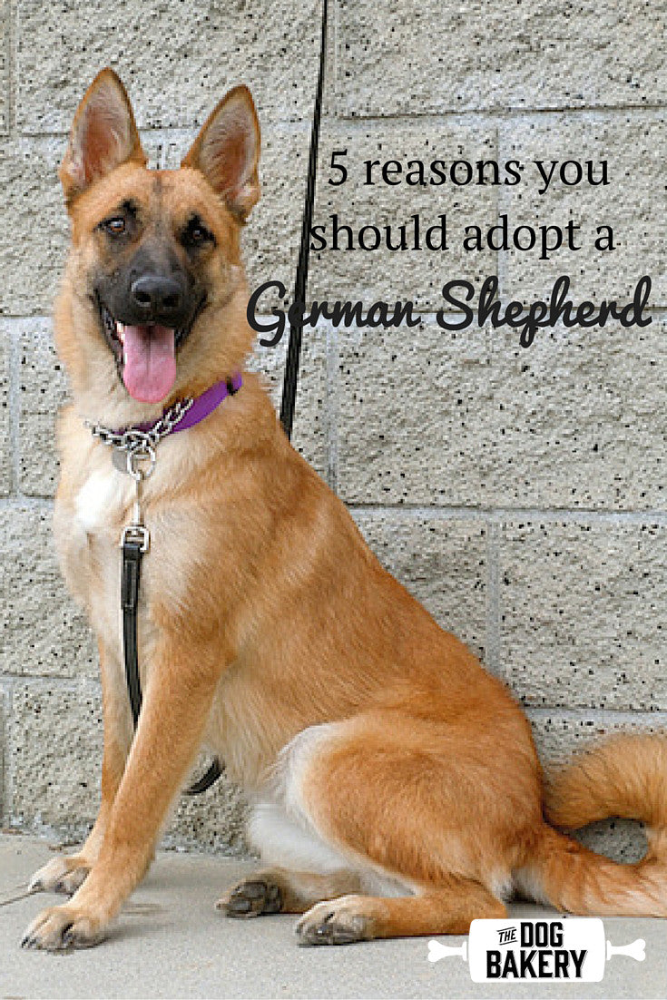 5 Reasons You Should Adopt A German Shepherd The Dog Bakery