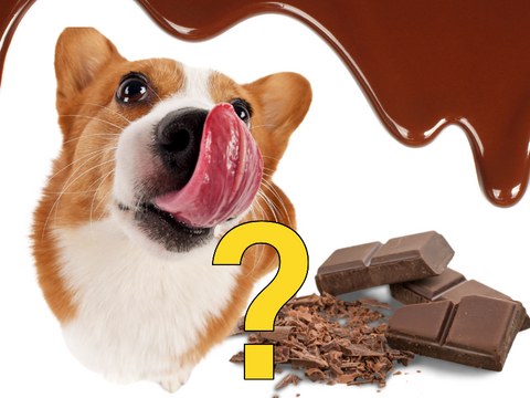 how much chocolate can kill a dog?