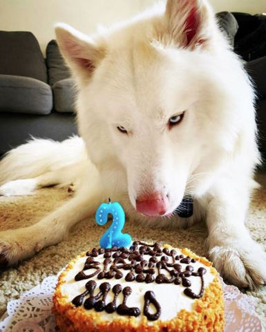 are dogs allowed to eat cake