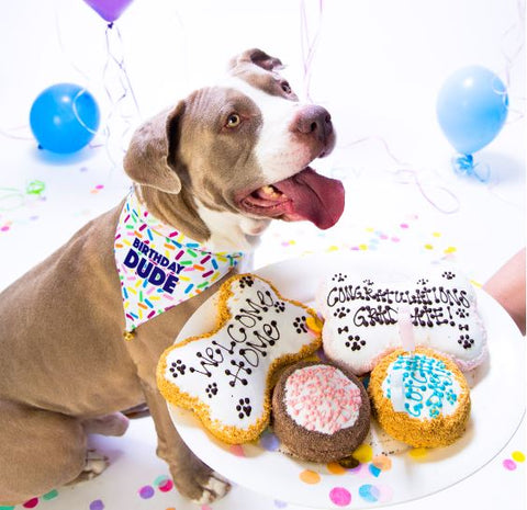 oggi's dog cake mix