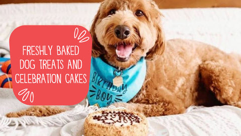 DIY Cake Recipe For Dogs: Keep Dogs Cool in Summer