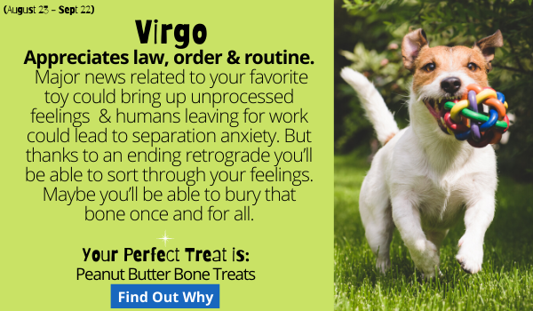 The Virgo Dog appreciates law, order and routine. Major news related to your favorite toy could bring up unprocessed feelings (you know what we’re talking about 😉) and humans leaving for work could lead to separation anxiety. But thanks to a retrograde that ends on July 12th you’ll have a chance to lay low and sort through your feelings. Maybe you’ll be able to bury that bone once and for all.  Your Perfect Treat: Cheesy Wheat Free Bone Treats. Find out why