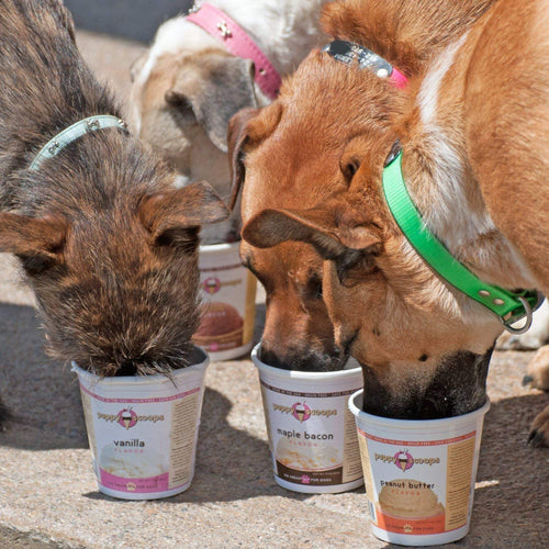 Can Dogs Eat Chocolate Ice Cream? What About Strawberry Ice Cream