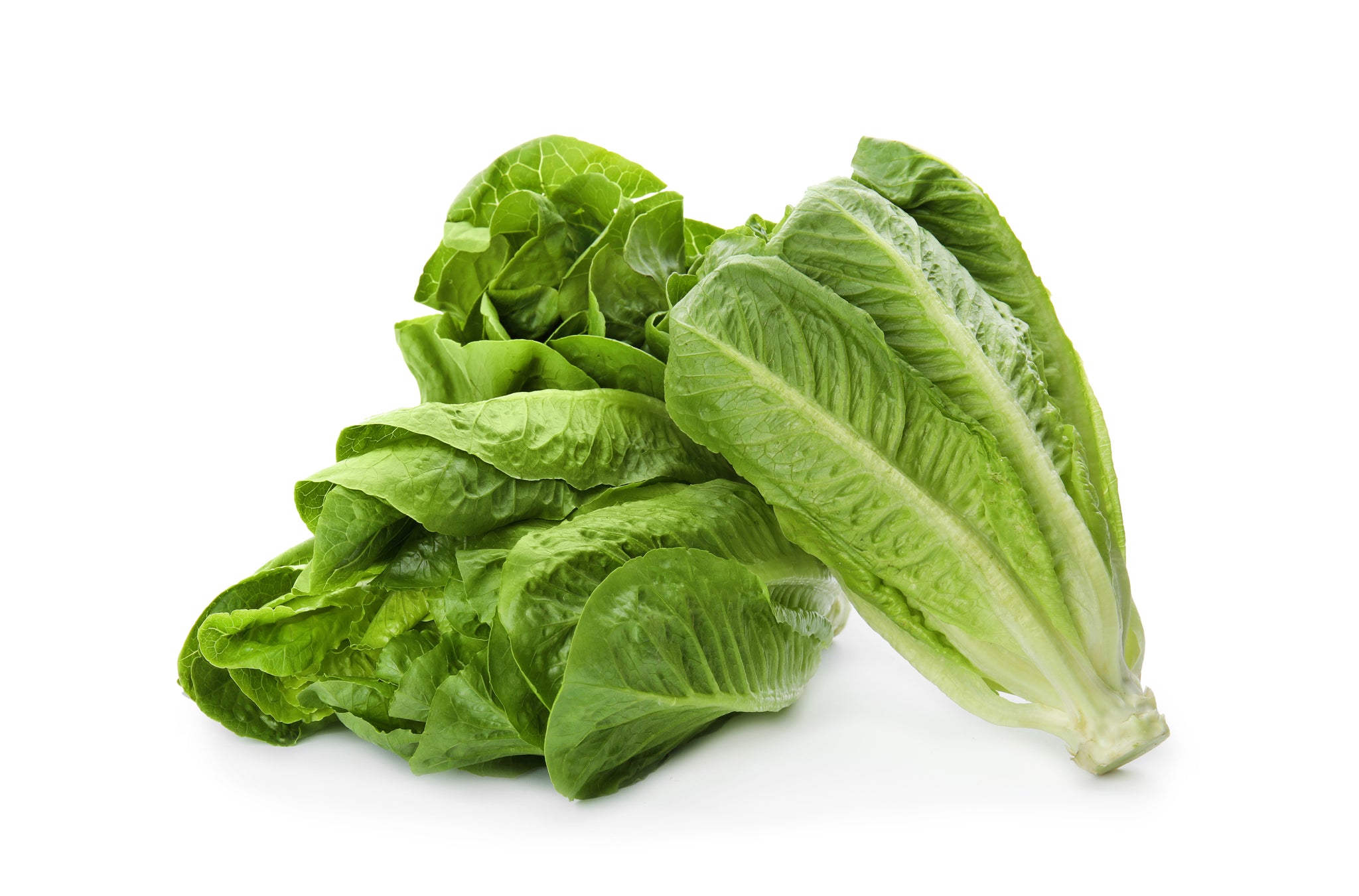 artisan romaine lettuce