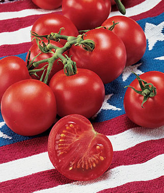 Fourth Of July Tomato  Rohrer Seeds