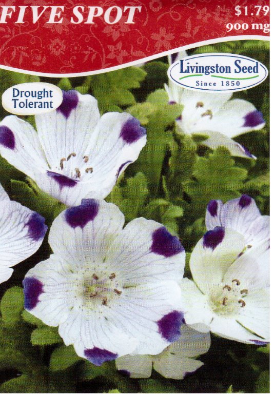 Five Spot Nemophila Maculata Rohrer Seeds