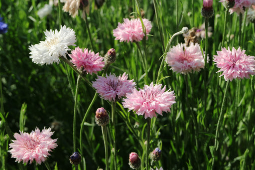 Baby's Breath (Addon) – Rose Farmers