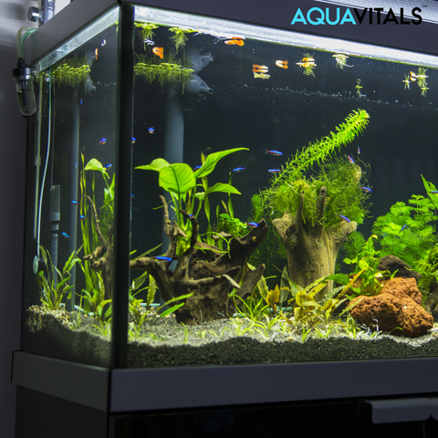 Bacteria for Aquariums - AquaVitals