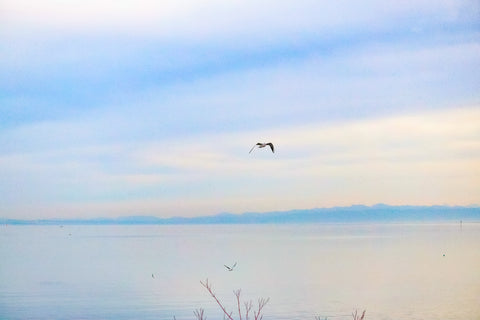 möve am bodensee in kreuzlingen by ralf christoph kaiser