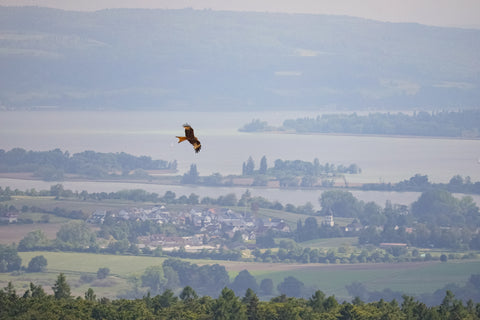 roter milan am bodensee by ralf christoph kaiser