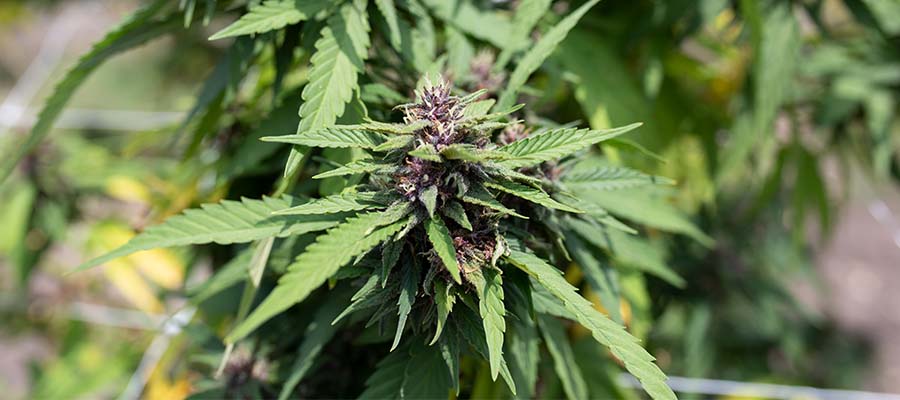 Purple Hemp Flower on Texas Farm