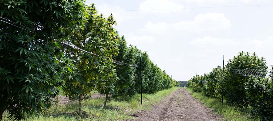 Texas Hemp Farm