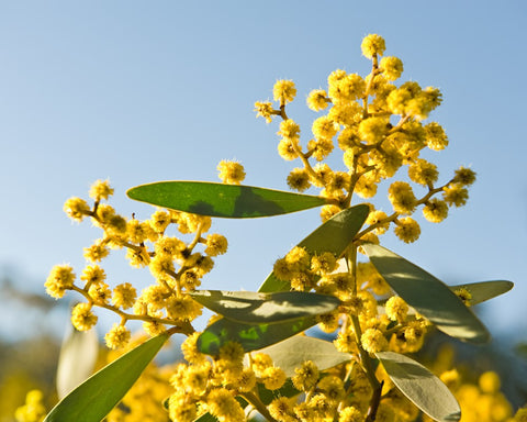 Australian-Native-Plant-Wattle 