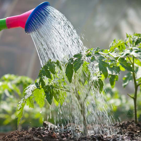 Fertilising Plants