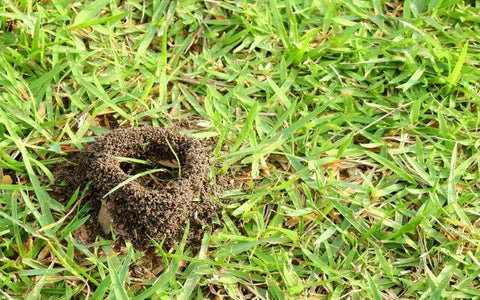 Garden Pest Funnel Ants