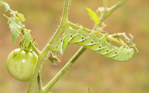 Garden Pest Hornworm 