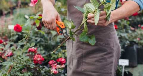 The Smart Way to Grow Roses - The New York Times