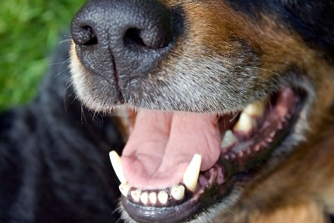 Les dents du chien : fonctions & caractéristiques ? Entretien des crocs, incisives, et molaires