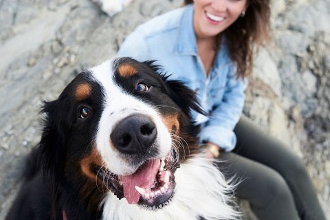 5 signes qui montrent que votre chien est heureux - berger australien