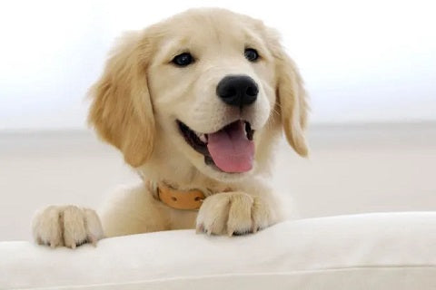 5 signes qui montrent que votre chien est heureux - chiot sur canapé