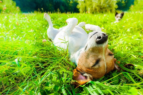 5 signes qui montrent que votre chien est heureux - jack russel